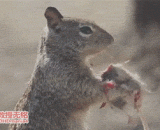 我一直以为是松鼠是吃素的，直到看了这个图.. - I always thought that squirrels were vegetarian until they saw this picture.