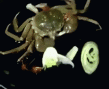 反正都是死，管他的，先吃了再说 - Anyway, it's all dead, he's going to eat it first