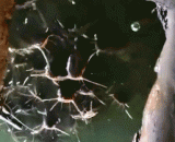 Look at this, you don't dare to eat ponds,看了这个再也不敢吃塘角鱼了