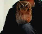 魂蛋，你挡住我看电视了，快把你的手拿开！ - Soul egg, you stopped me from watching TV. Get your hands off me!