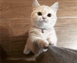 Meow: I'm hungry. Let's cook it,喵：我饿了，快开饭吧