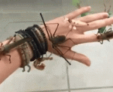 这是何等“卧槽”的一只手 - This is one of the hands of the 