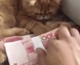 这钱都是我的，谁也不许动 - This money is mine, no one is allowed to move