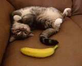 喵星人不止怕黄瓜还怕香蕉[2P] - Meow stars are more than afraid of cucumber and bananas [2P]