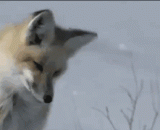 The fox preys on three feet of snow. It's definitely through the wall.,狐狸在三英尺厚的积雪上捕食，绝对是开了穿墙透视外挂