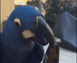 会开啤酒瓶盖的鹦鹉 - A parrot that opens the lid of a beer bottle