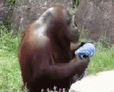 一只会洗脸的猩猩 - A chimpanzee who can wash his face