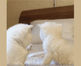 讨厌，不要啦，伦家害羞嘛 - Hate, no, Lun's shyness