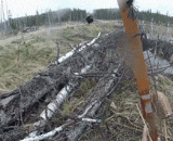 用弓箭射野熊的下场 - Shooting the wild bear with a bow and arrow