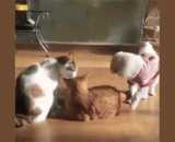 老子的猫是你可以闻的？ - Is the old son of a cat you can smell?