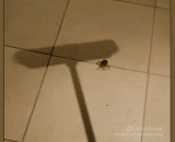 带孩子的母蜘蛛 - A child's mother spider