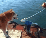 狗狗是人类最好的朋友 - Dog is the best friend of man