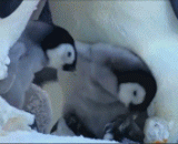 A domineering Penguin father: little bastard, roll! Not to bully my son!,一个霸气的企鹅爸爸：小混蛋，滚！不许欺负我儿子！