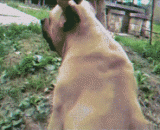 外国网友发现的逗狗新技能 - New skills of teasing dogs found by foreign friends