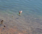 Mother duck protects the ducklings,鸭妈妈保护小鸭