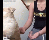 小汪和主银玩信任背摔 - Xiao Wang and main silver play trust back