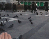 鸽子：我可能遇到了一个智障 - Dove: I might have met a mentally retarded