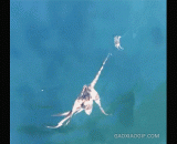 章鱼捕捉一只小螃蟹的过程 - The octopus captures a small crab.