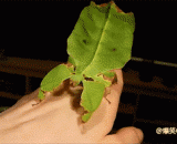 叶子虫你见过吗？[3P] - Have you ever seen a leaf bug? [3P]