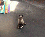 暹罗猫，猫中之狗，并非浪得虚名 - The Siam cat, the dog in the cat, is not the name of the wave.