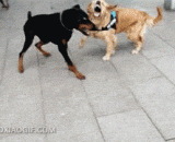 The golden hair has been forced. The dog does not fight according to its routine.,金毛都懵逼了，这狗打架不按套路出牌啊。