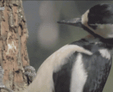 A slow shot of woodpecker [3P],啄木鸟啄木的慢镜头[3P]
