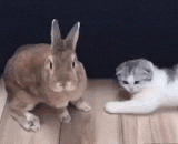 小喵用手托头的这姿势好销魂，太妖娆了啊。。 - The gesture of little meow is so enchanting that it is so enchanting.