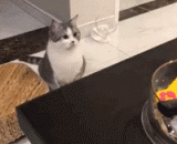 猫发现被偷拍，瞬间反应的表情笑到胃疼... - The cat was caught in camera, and the instant reaction was smiling to the stomach.