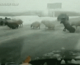 It's not easy to be a sheep in the north.,做只北方的羊也是不易啊！