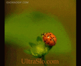 超慢动作：瓢虫起飞瞬间 - Super slow motion: the ladybug take off at the moment