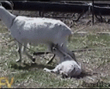 我有特殊的进食方式 大羊的歪头动作表示不解... - I have a special way of eating.