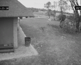 Elephants pick up garbage and throw them into the trash can,大象捡垃圾扔入垃圾桶