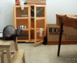 各种动物跳跃失败瞬间gif动图[9P] - Gif dynamic map [9P] at the moment of all kinds of animal jumping failure