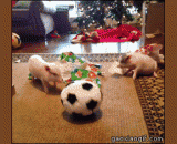 Two sprout piglets are playing football,两只萌萌哒小猪在玩足球