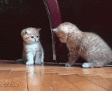 Oh dear！ I was flipped by you,哎呀！我被你萌翻了