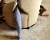 All kinds of sprouting dogs chase their belts GIF dynamic picture [6P],各种萌狗追逐自己的皮带gif动态图片[6P]