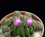 When the cactus blossoms, it's so beautiful,仙人掌花开瞬间，简直太美了