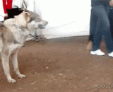 狼：我的内心毫无波澜，甚至还想吃了那傻货 - Wolf: my heart is so empty that I even want to eat that silly thing.