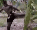 Thailand boxer 'Buakaw' kicked the banana tree in the three leg!,泰国拳手‘播求’三腿踢断芭蕉树！