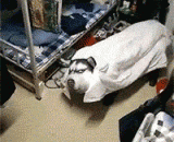 见过舞龙舞狮你见过舞二哈吗 - Have you seen a dragon and a lion dance, have you seen a dance of two