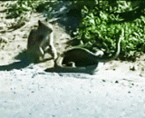 松鼠大战蟒蛇 - Squirrel war Python