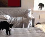 好快，喵星人好身手 - Quick, meow star's good hands