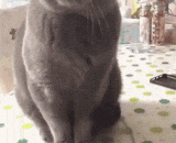 喵被主人打了，还以为它会还手，没想到.. - Meow was beaten by his owner and thought he would fight back.