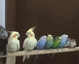 大家都是成双成对，我们单身狗只想静静，太虐了 - Everyone is in pairs. Our single dog wants to be quiet and cruel.