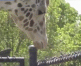 Now the animal circle. I need a bag of decontamination powder, large!,现在的动物圈。。我需要一包去污粉，大份的！