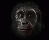 人类真的是这样进化来的吗？？ - Is it true that human beings have evolved this way?