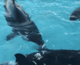 聪明的鲸鱼，居然会用死鱼当诱饵捕鸟 - A clever whale would use a dead fish as a bait for catching birds.