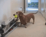 You are busy with the main silver. I can enjoy myself too!,主银你去忙吧！我自己也能玩很开心！