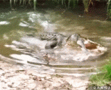 Crocodiles eat turtles, chewing vigorously, ignoring the existence of tortoise shells.,鳄鱼吃龟，嚼的特起劲，压根无视龟壳的存在