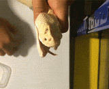 被毒蛇咬是什么样.....你们仔细看好了，我只示范一次 - What do you mean by a poisonous snake? You look carefully. I only demonstrate once.